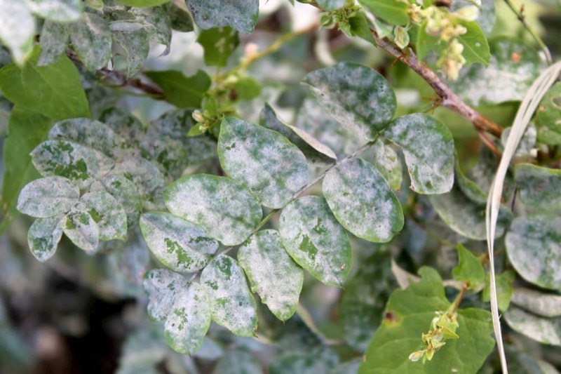 Shrub showing dieback and discoloured foliage