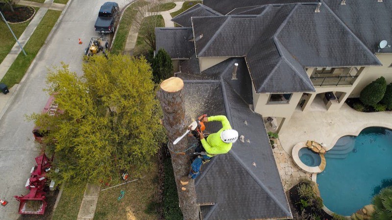 Arborist making a pruning cut in an oak canopy